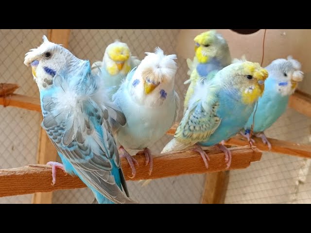Budgies sample