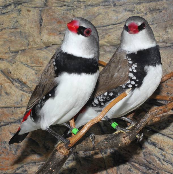 Finches