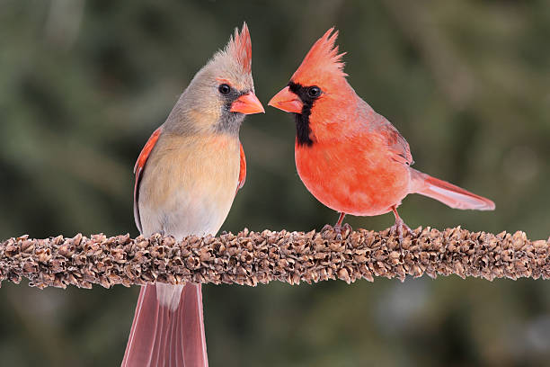Finches