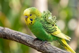 Helicopter Budgies