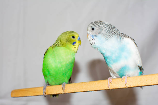 Love Bird