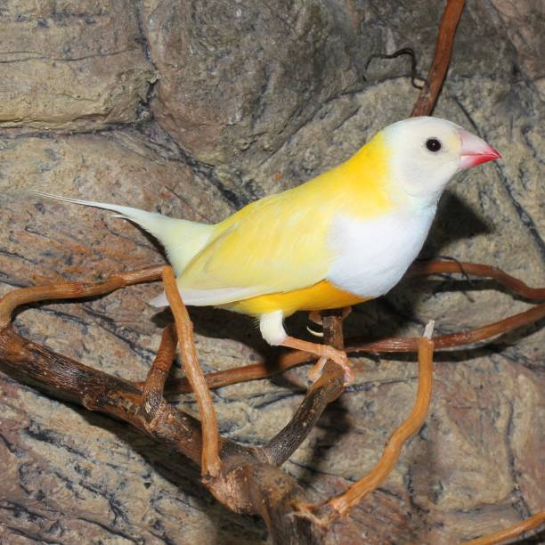 Finches
