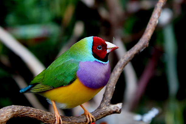 Finches